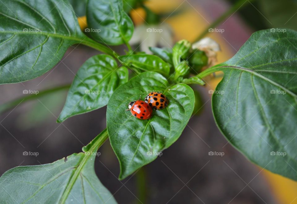 two ladybug 🐞🐞 on a green leaves spring nature, love ❤️❤️ spring