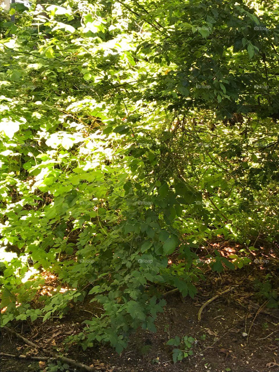 Sunshine in the woods off of my porch