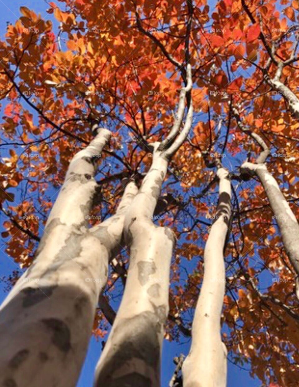 The trunks of these Crepe Myrtle trees are just as beautiful as the fall leaves against the blue sky.