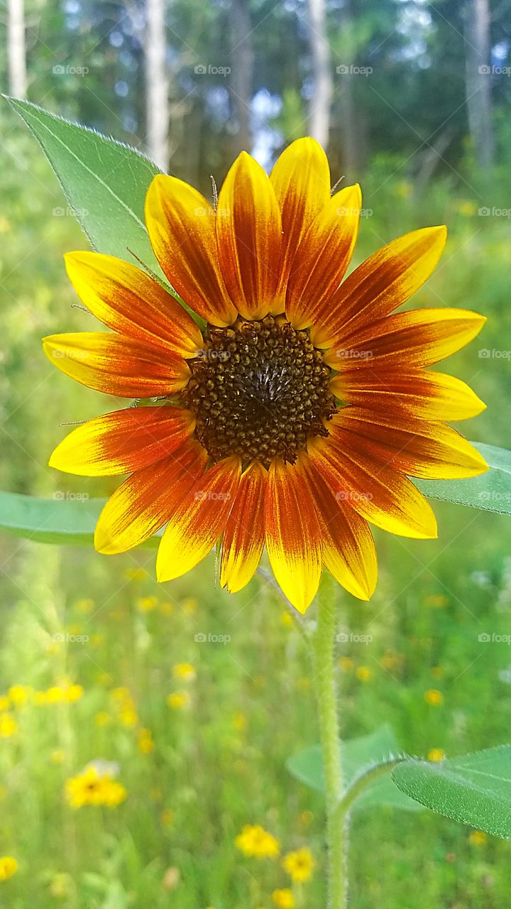 multi colored sunflower