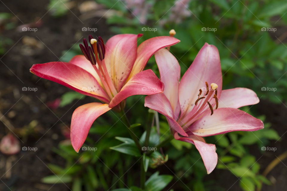 Red lilies