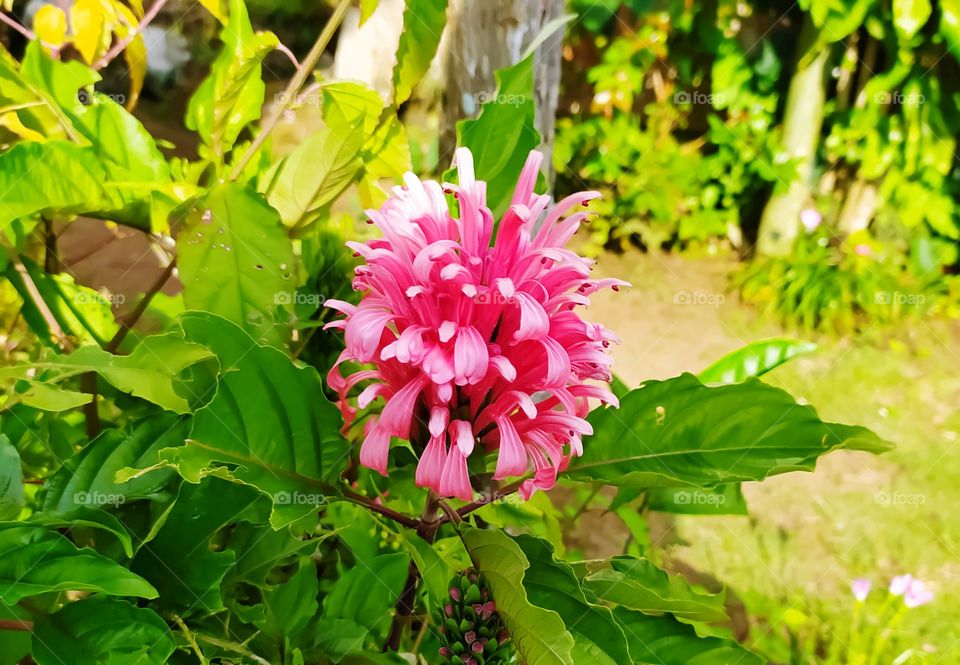 pink flower
