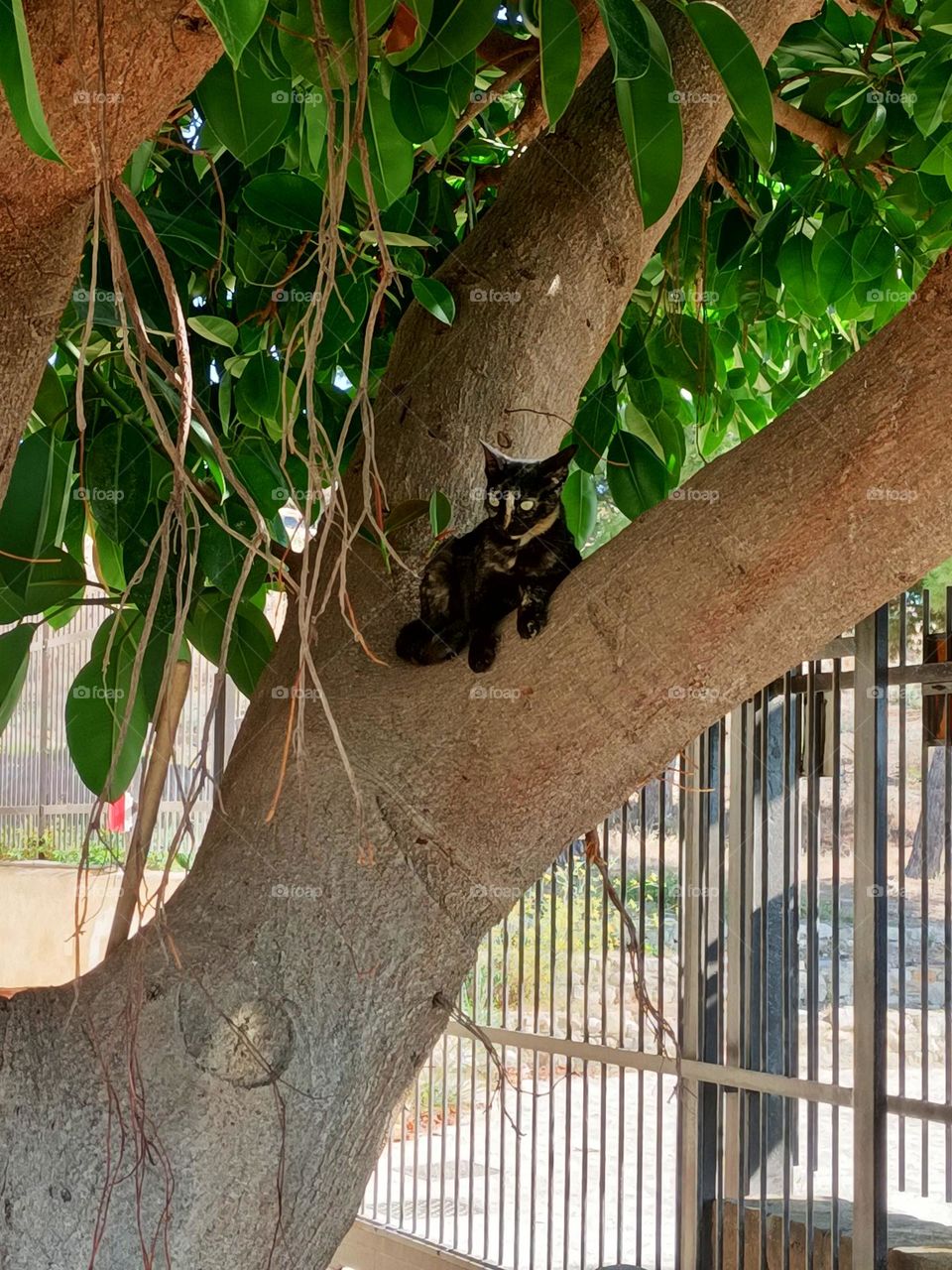 gatto su albero