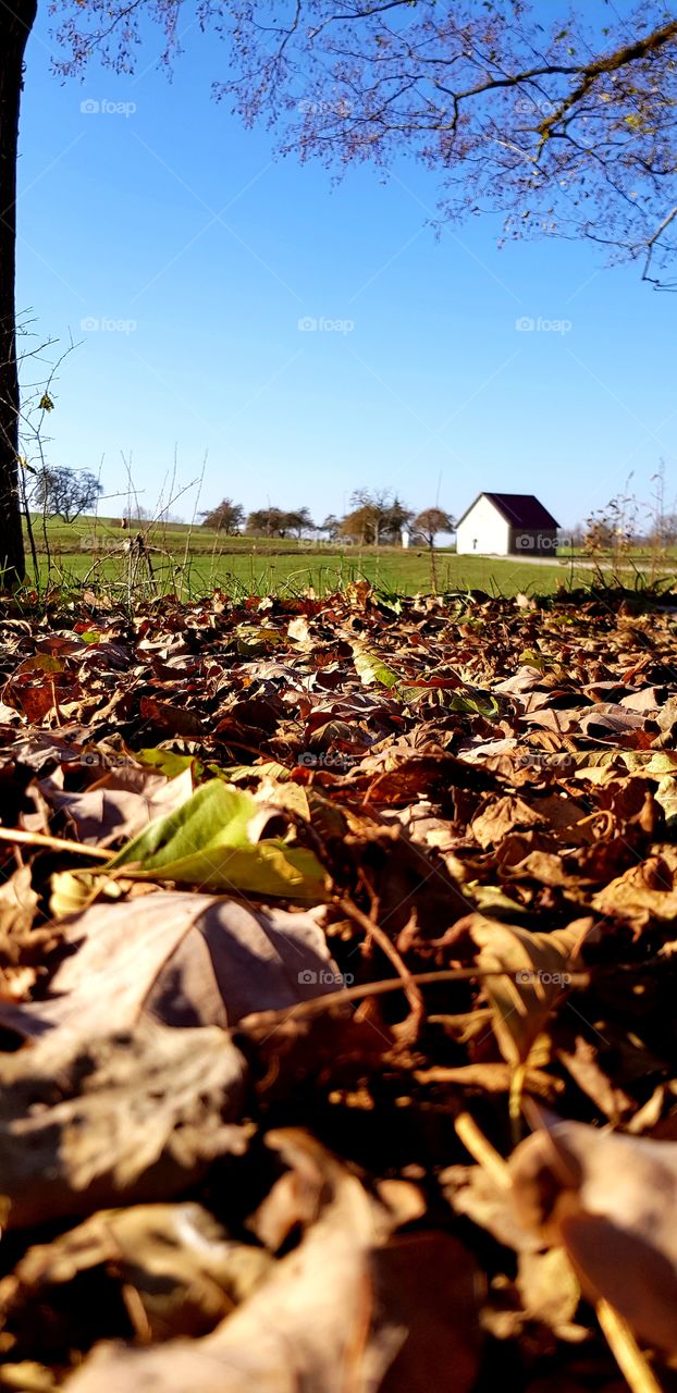 Herbstlaub am Boden vor Wiese und Scheune unter blauem Himmel