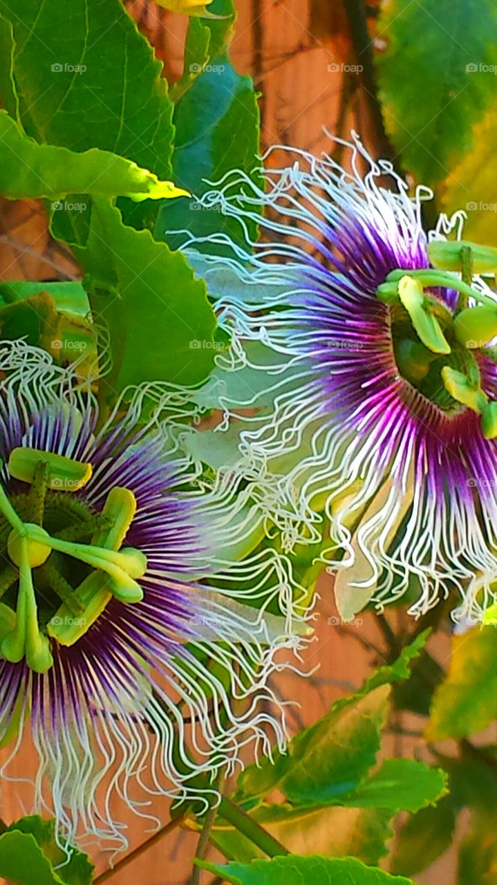 "Twin Passion Flowers ". It is said that the components of the passion flower tells the story of the crucifixion of Jesus Christ. 