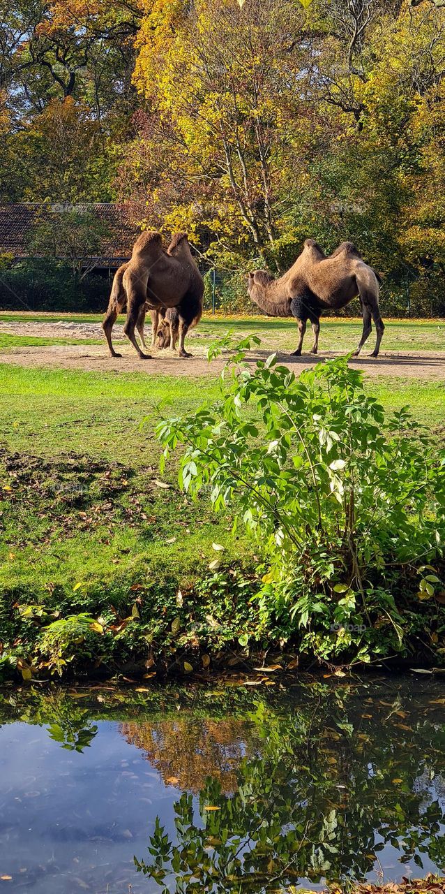 Camel's in Berlin zoo