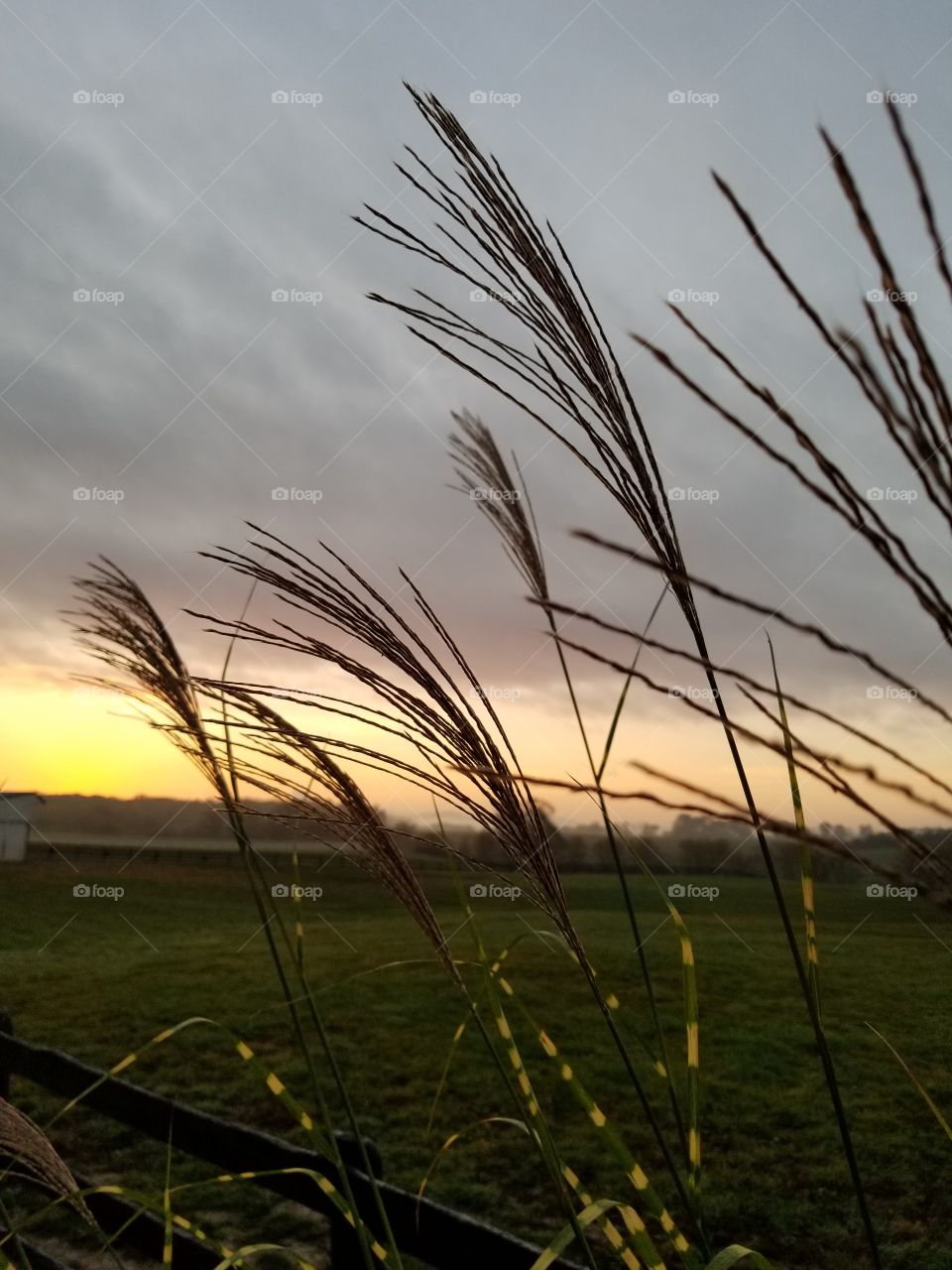 Grass, Field, Cereal, Wheat, Sun