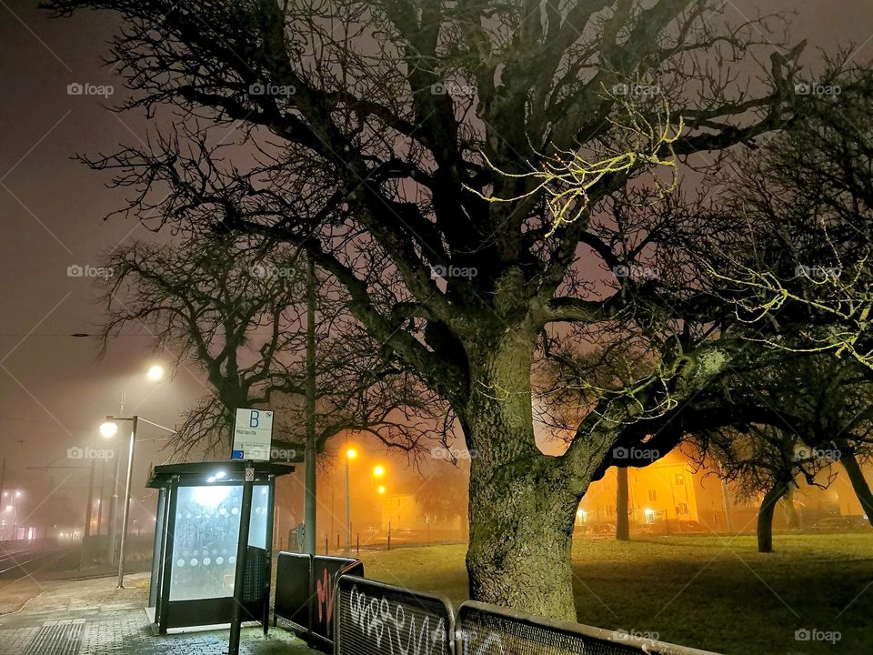 Foggy morning at the tram stop, big tree, lights