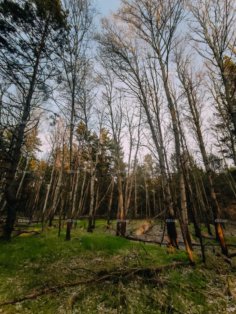 Evening forest landscape. Pine tree forest, broad leaved forest, mixed forest. Trees growing, wild nature, trees on the horizon. Forest at sunset, dark green, green grass, blue sky. Outdoors, beautiful nature. Tree tops at sunset