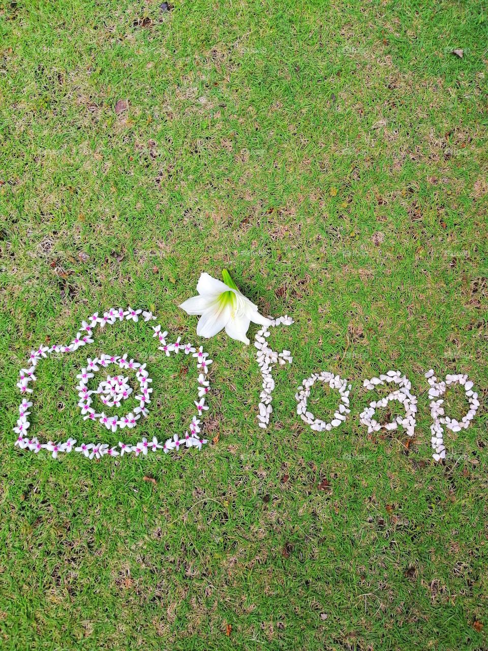 Foap logo formed using flowers and Foap word formed with decorative rocks on a green grass background and with white Amaryllis flower.