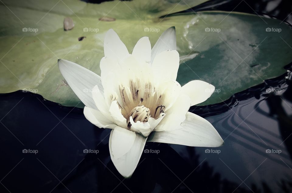 lotus of a beautiful