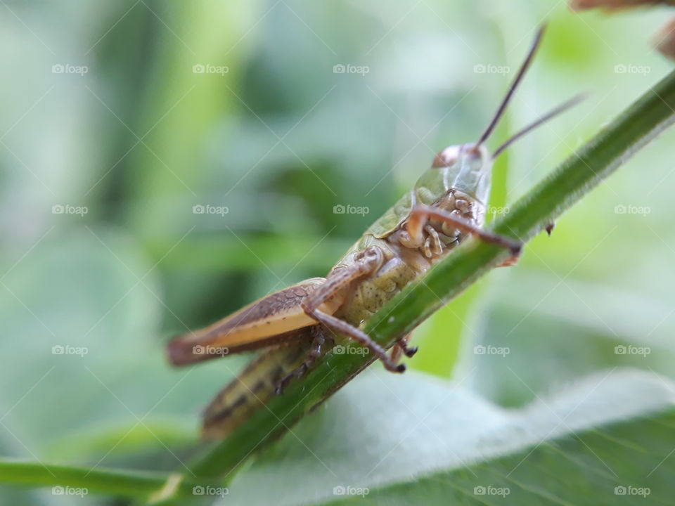 Hiding grasshopper