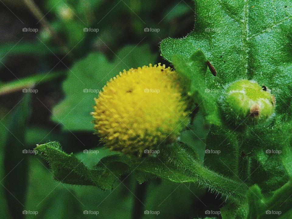 Granea is a genus of flowering plants in the sunflower family.