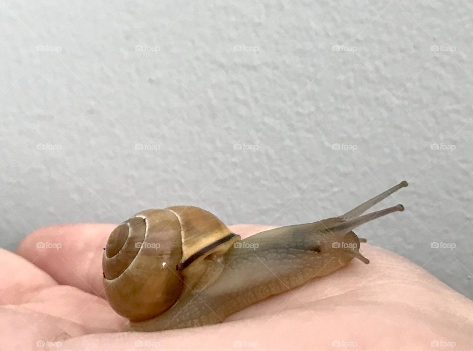 Cute Snail on hand 