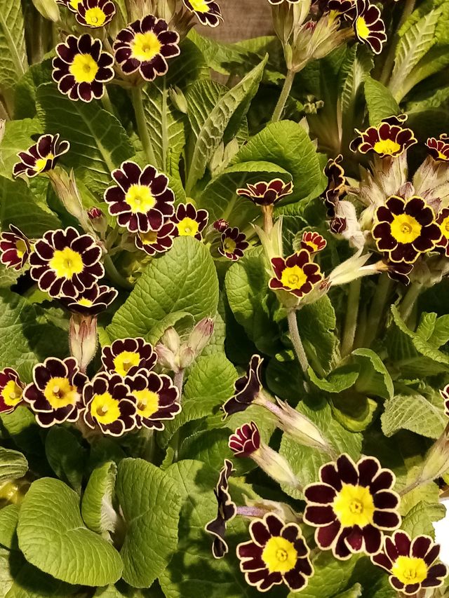 Blumen Germany