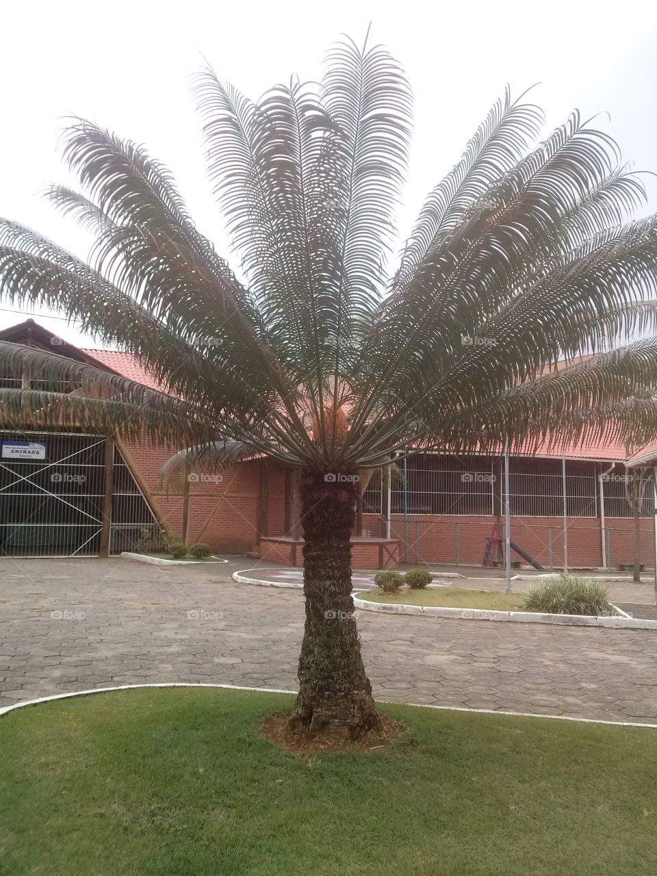 Palm