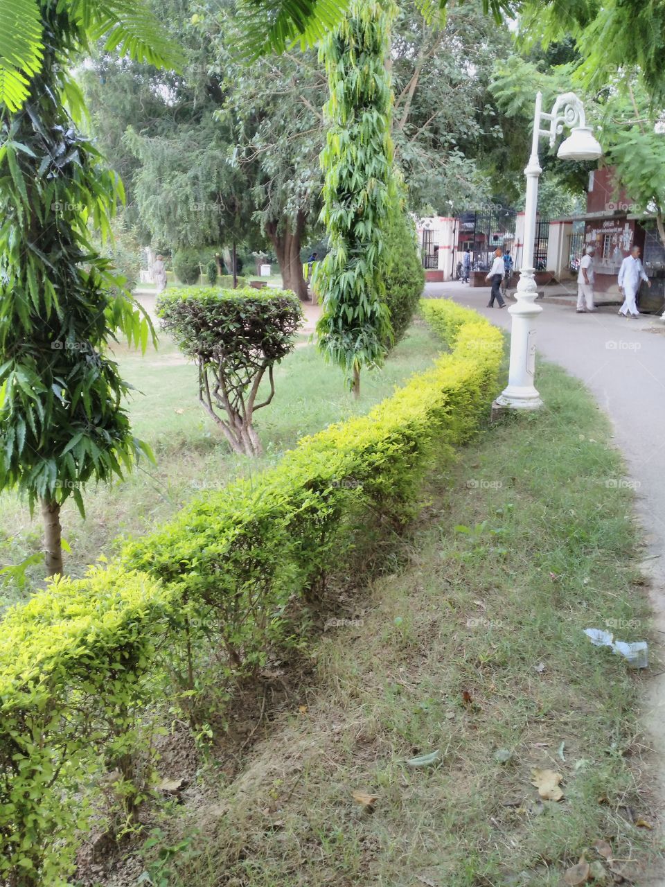 Scenic view of trees growing in park