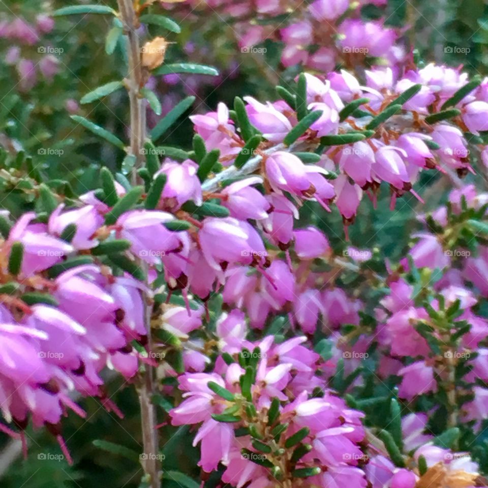 Purple flowering blush 