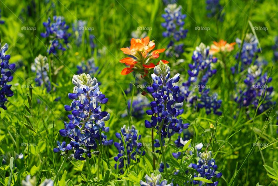 Bluebonnets & Indian Paintbrushes