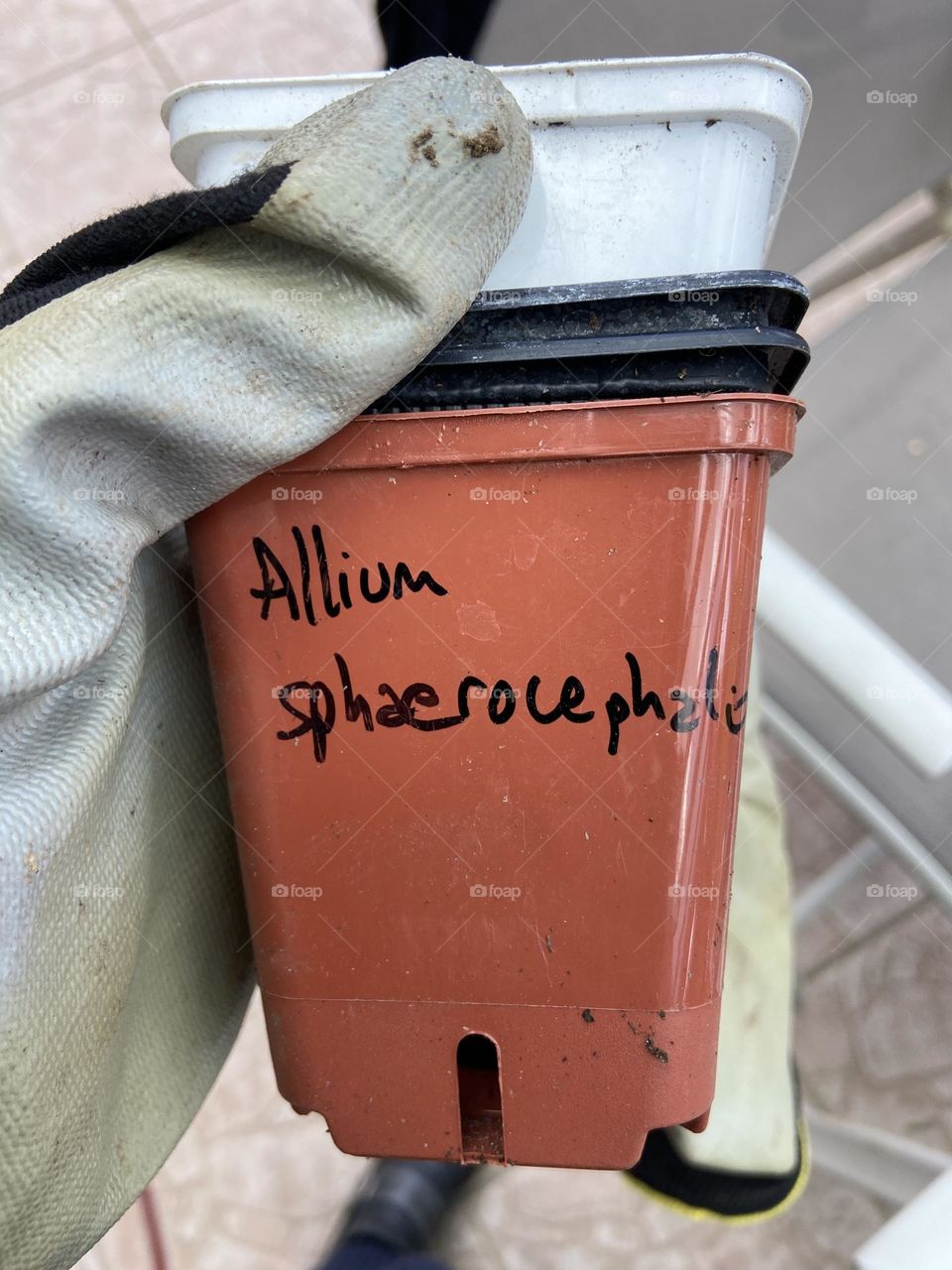 Plant pot with botanical name