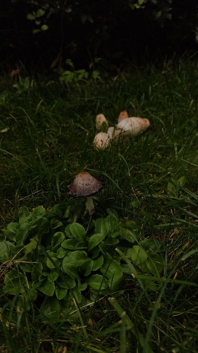 muuushrooms🍄