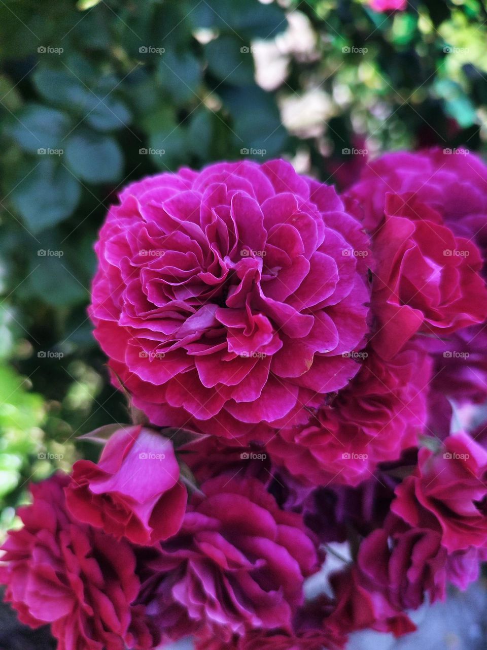 Macro photo of flowering flower