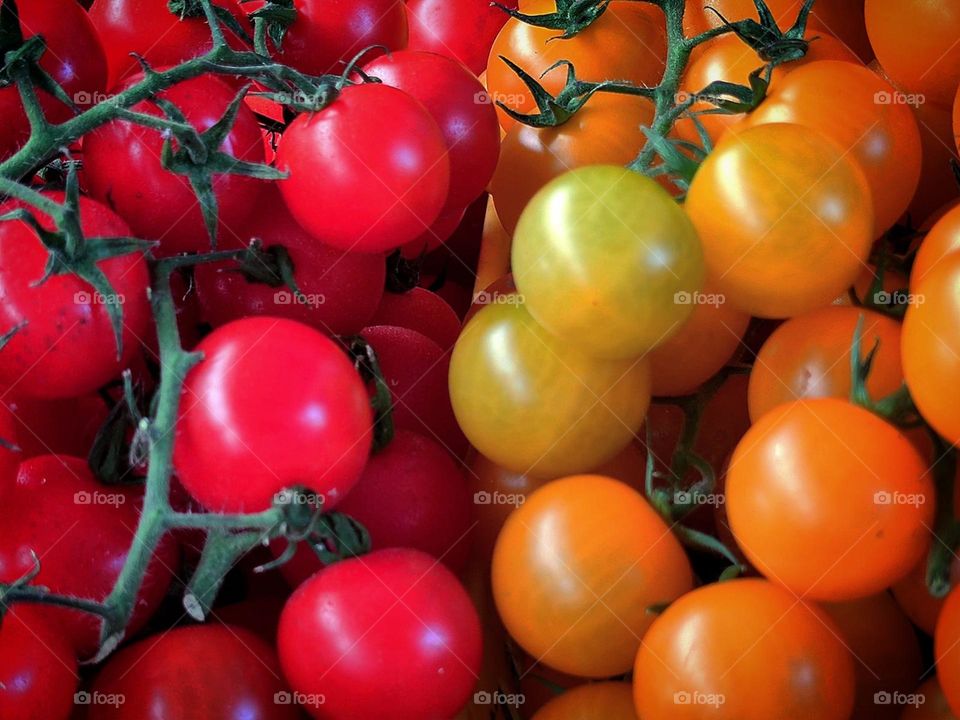 Summer.  Juicy cherry tomatoes.  A branch of red cherry tomatoes in contrast with a branch of yellow cherry tomatoes