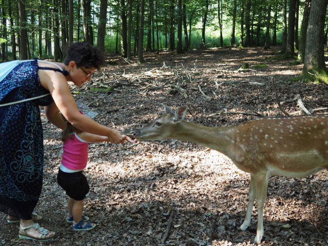 Deer 