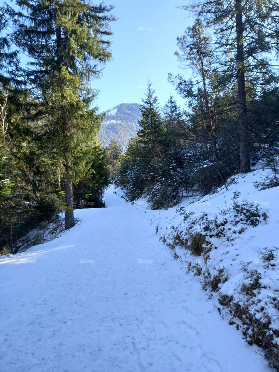 Morning on a Mountain Trail