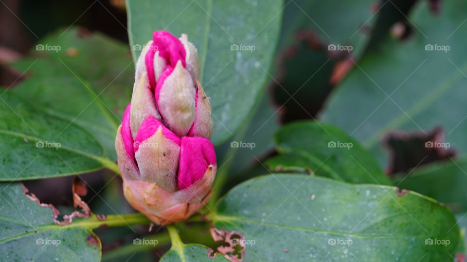 Flower during spring in Antwerp