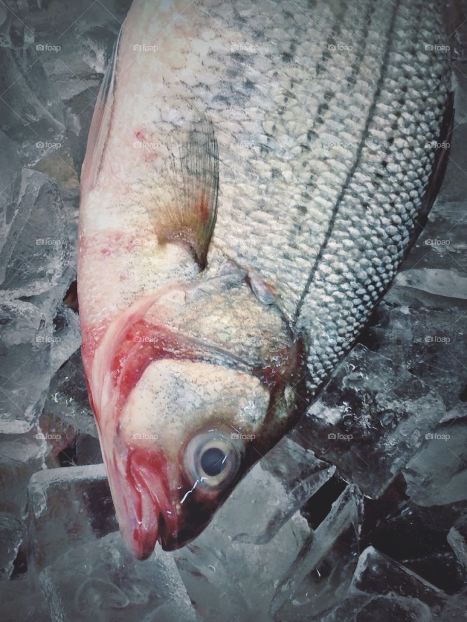 At the fish market . Fresh fish on the ice at a local market.