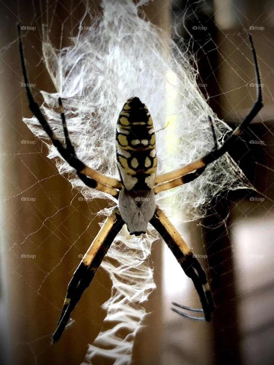 Closeup of a large banana spider ON MY PORCH, BEHIND MY CHAIR, may as well be my pet here in Texas!