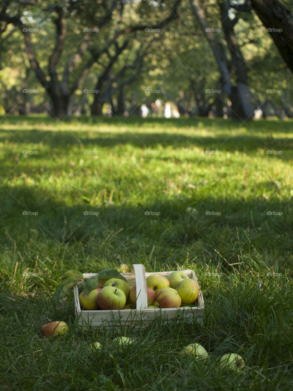 apples in a basket