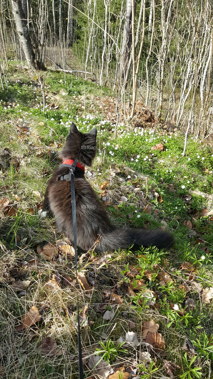 Kitten in leash