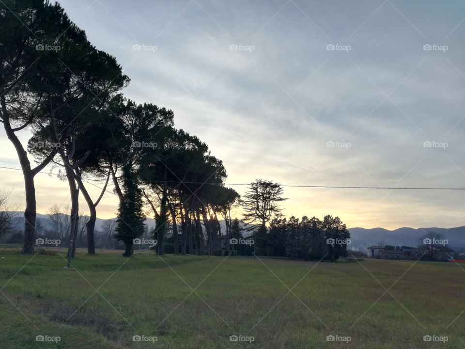 All in queue. Trees at sunset