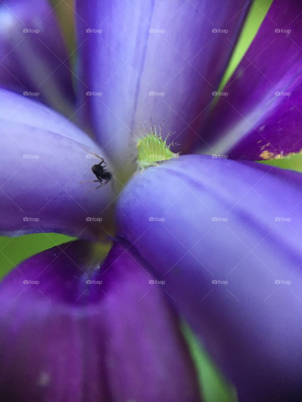 Ant crawling on iris