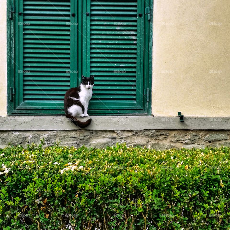 cat and window