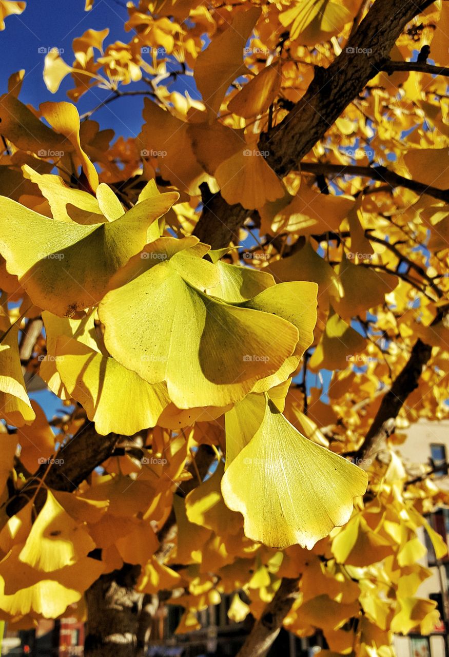 Yellow leaves