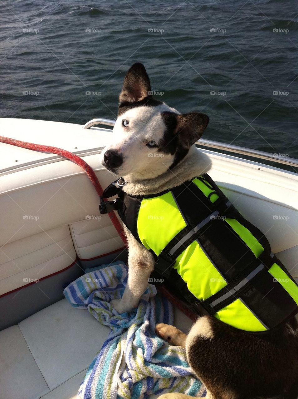 Boating puppy