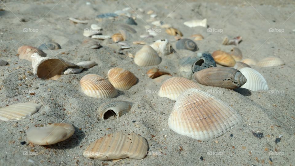 Sea shells spread across the sandy beach