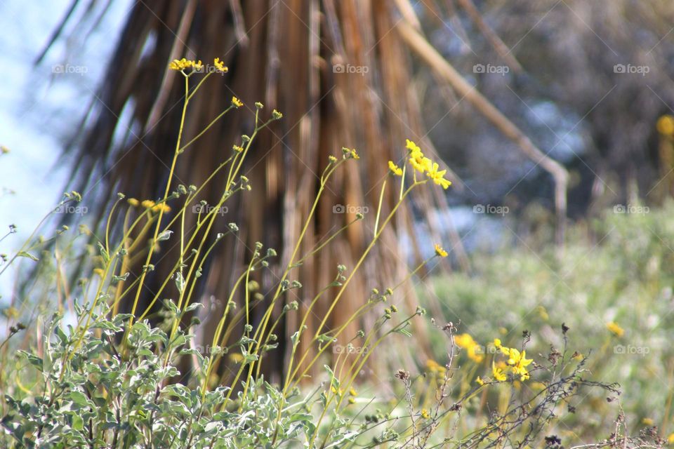 Yellow Flowers of Spring in Desert