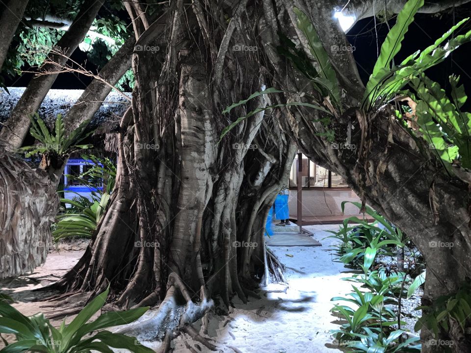 Walkthrough tree Vanuatu 