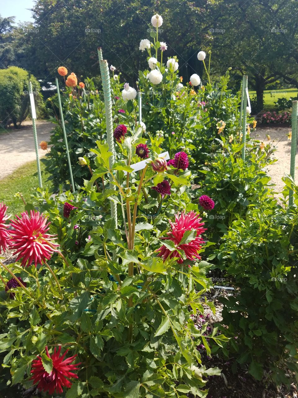 Planting Fields Arboretum State Park, Oyster Bay, NY - August 2017 - Taken on Android Phone - Galaxy S7 - Exploring the Grounds on a Lazy Sunday near the end of Summer