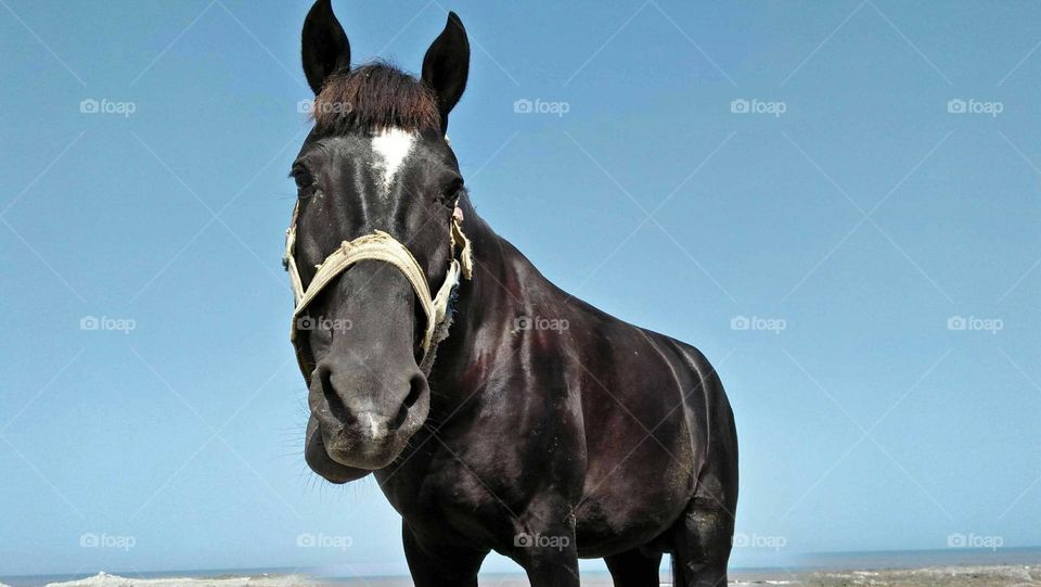 A black horse looking at my camera