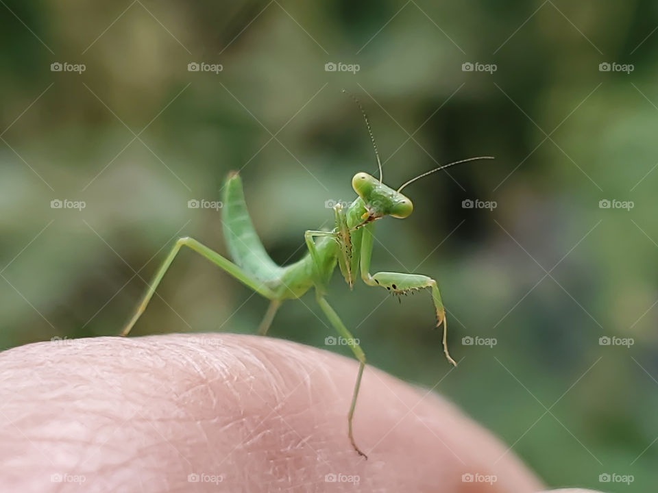 Closeup of a baby mantis on a human finger.