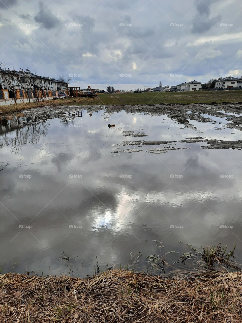 reflection of cloudy sky and breaking sun in large poodle in field