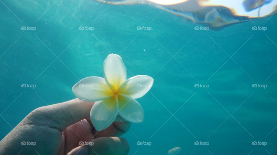 Plumeria underwater relaxing