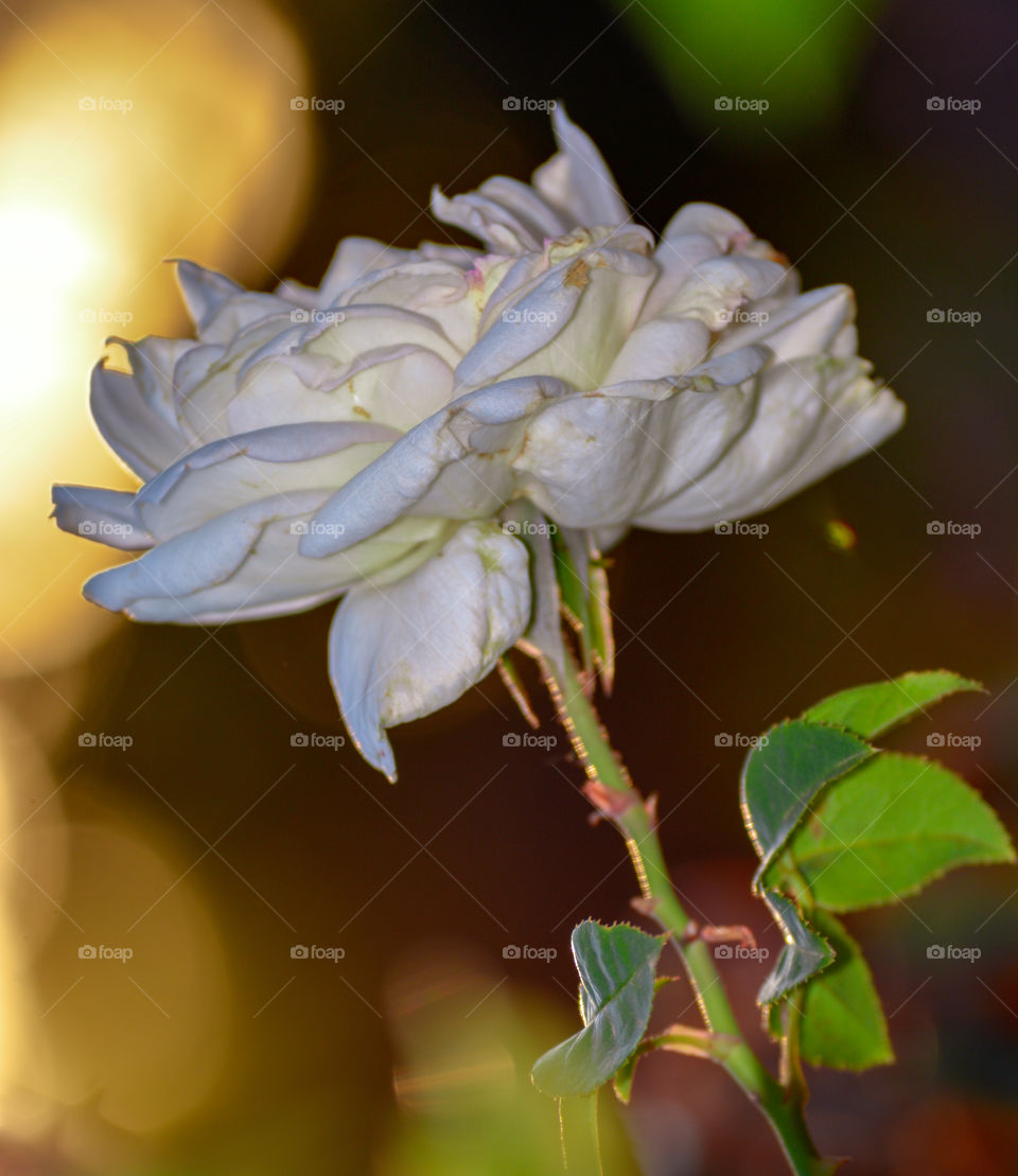 White rose flower portrait blossom macro closeup beauty bloom in the garden at sunset evening lighting outdoor calm and relaxing time in the park at summer