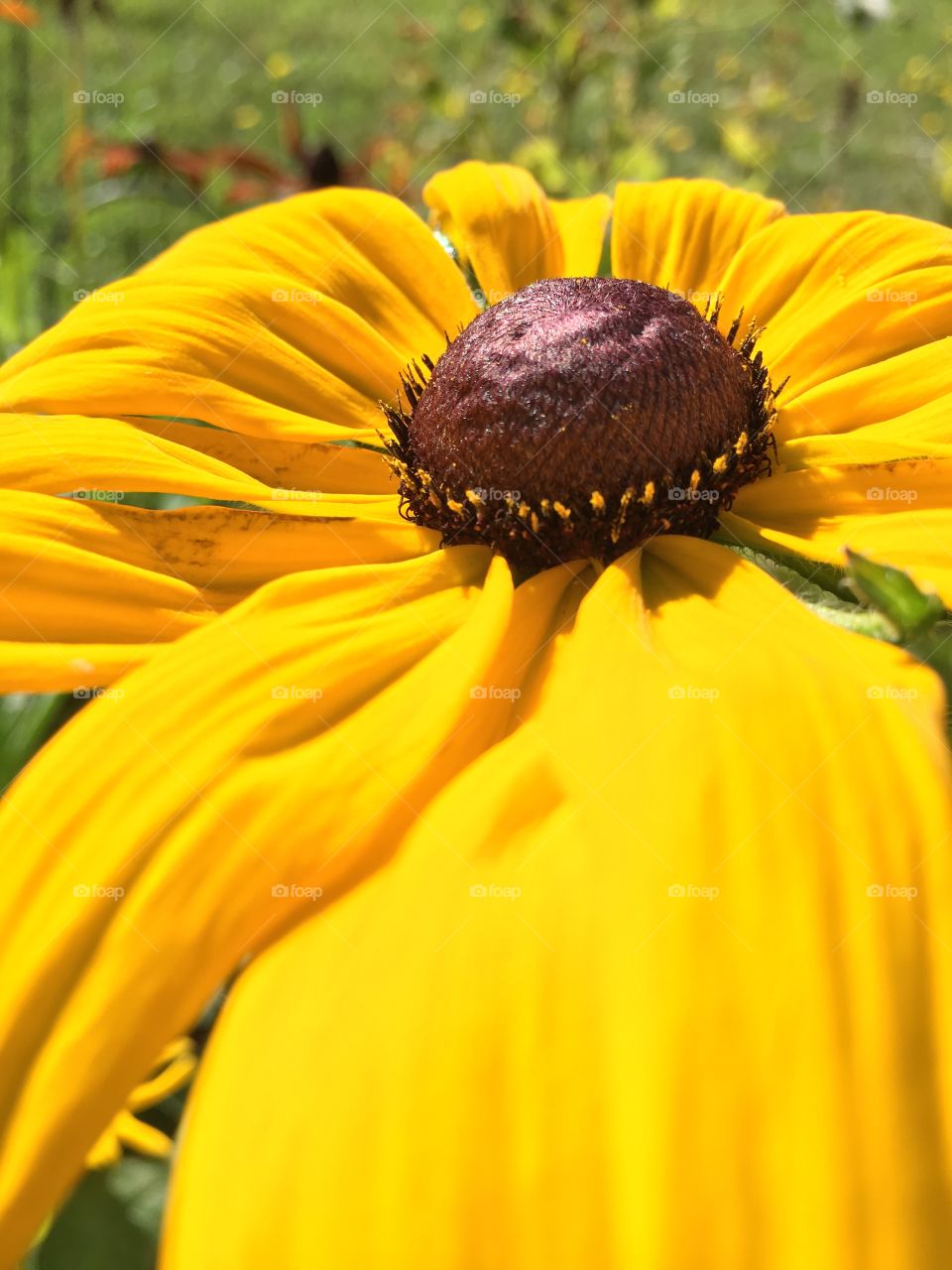 Black eyed Susan