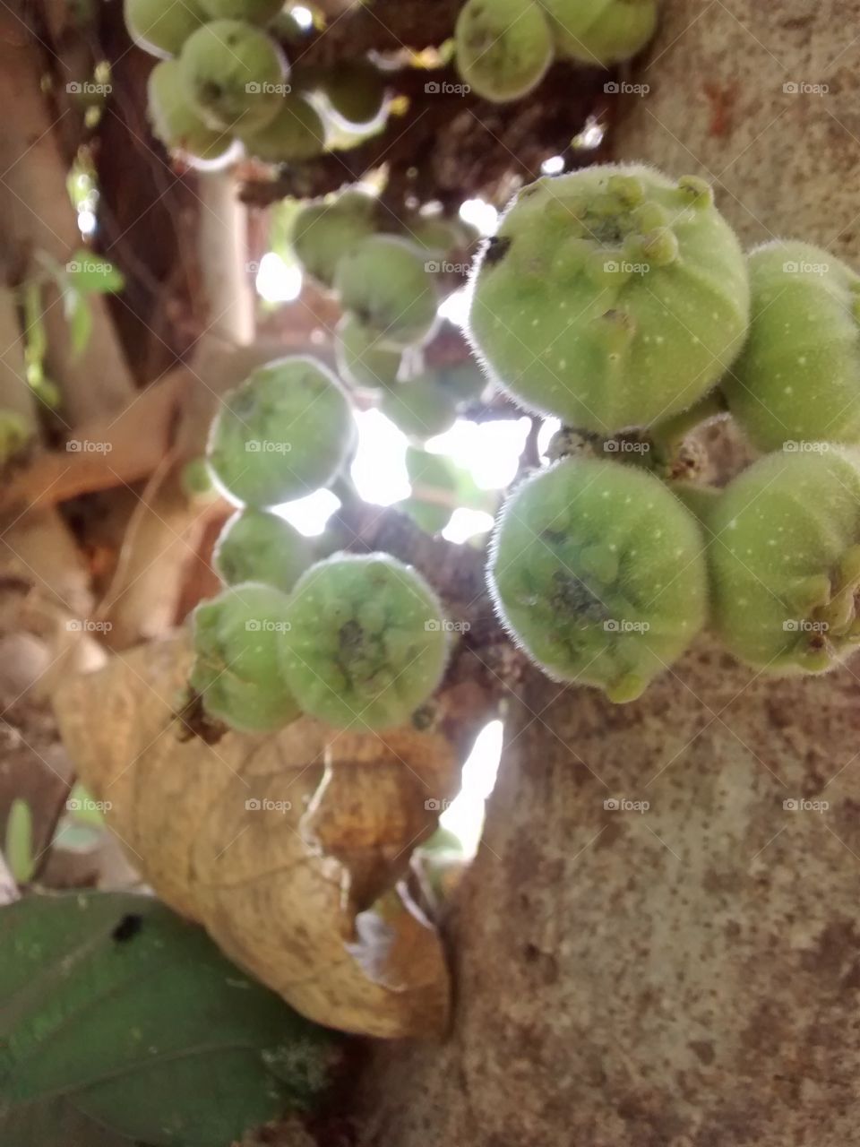 green fruit on branch.
round body.
summer time see.